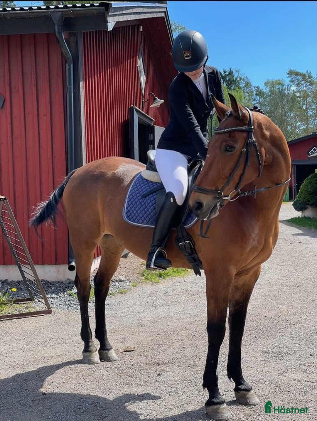  foderhäst finnes: Pigg, äldre D-ponny utlånas i Åkersberga - Annons 1