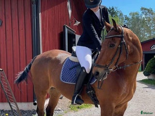 foderhäst Pigg, äldre D-ponny utlånas i Åkersberga - Annons 18