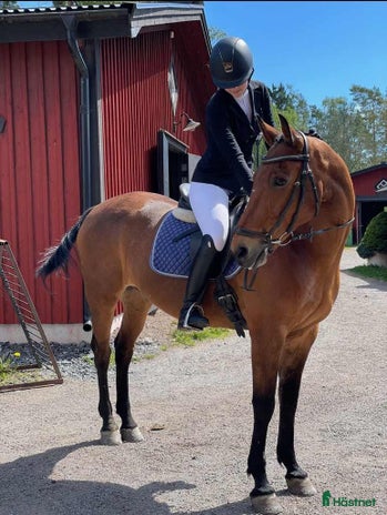 foderhäst i Åkersberga - Annons 3