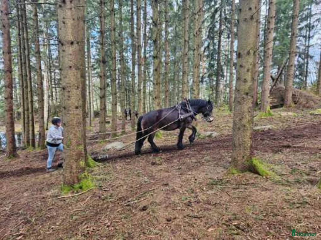 Allround hästar till salu: Sol 22-21-0036 - Annons 2