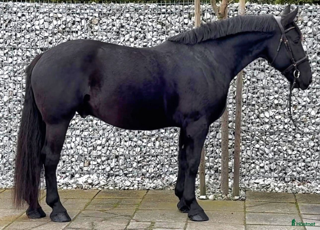 Allround hästar till salu: Bombproof allrounder for Christmas i Örsundsbro - Annons 6