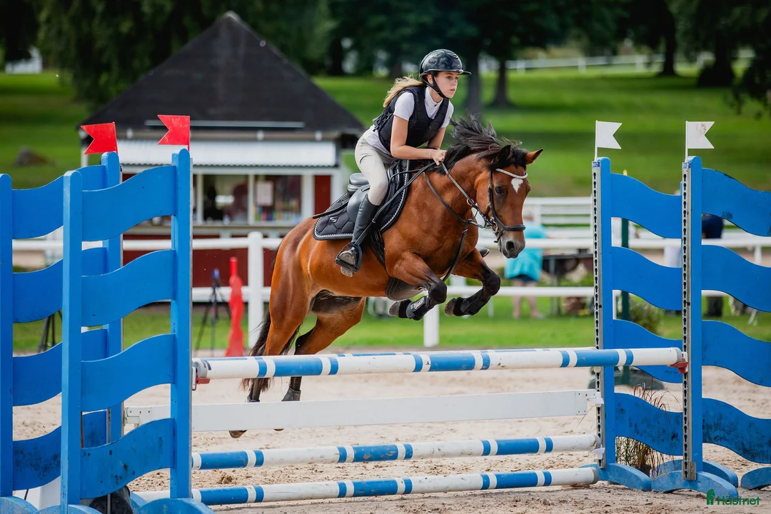 Allround hästar till salu: Rolig C-ponny  i Tibro - Annons 1