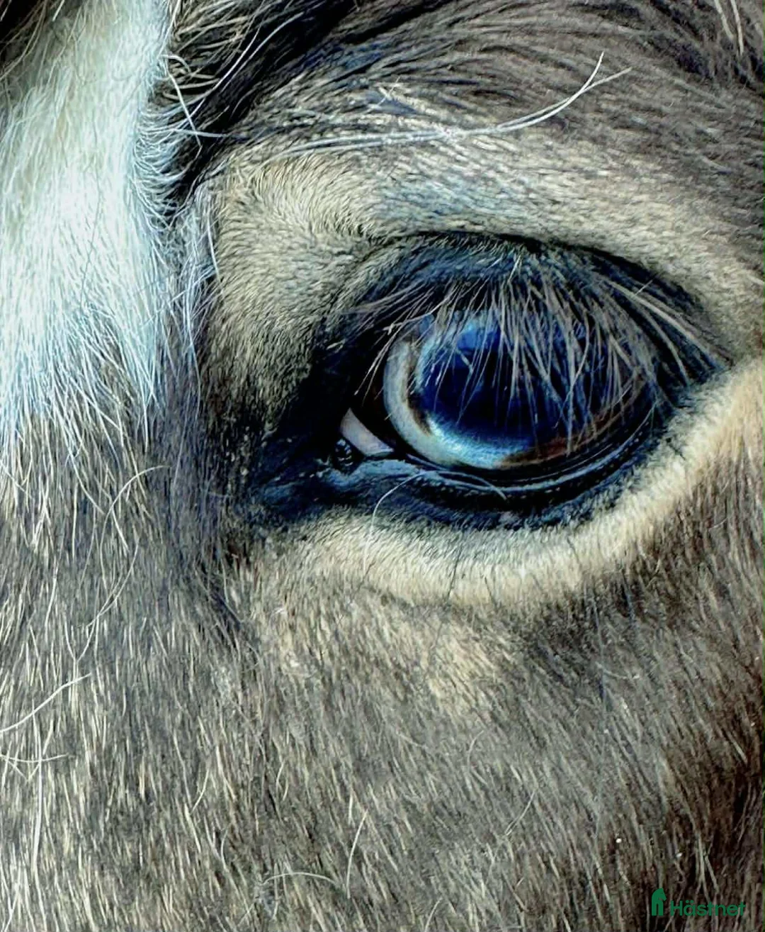 Island hästar till salu: Vacker fyrgångs valack med häftig färg X faktor i Gimo - Annons 4