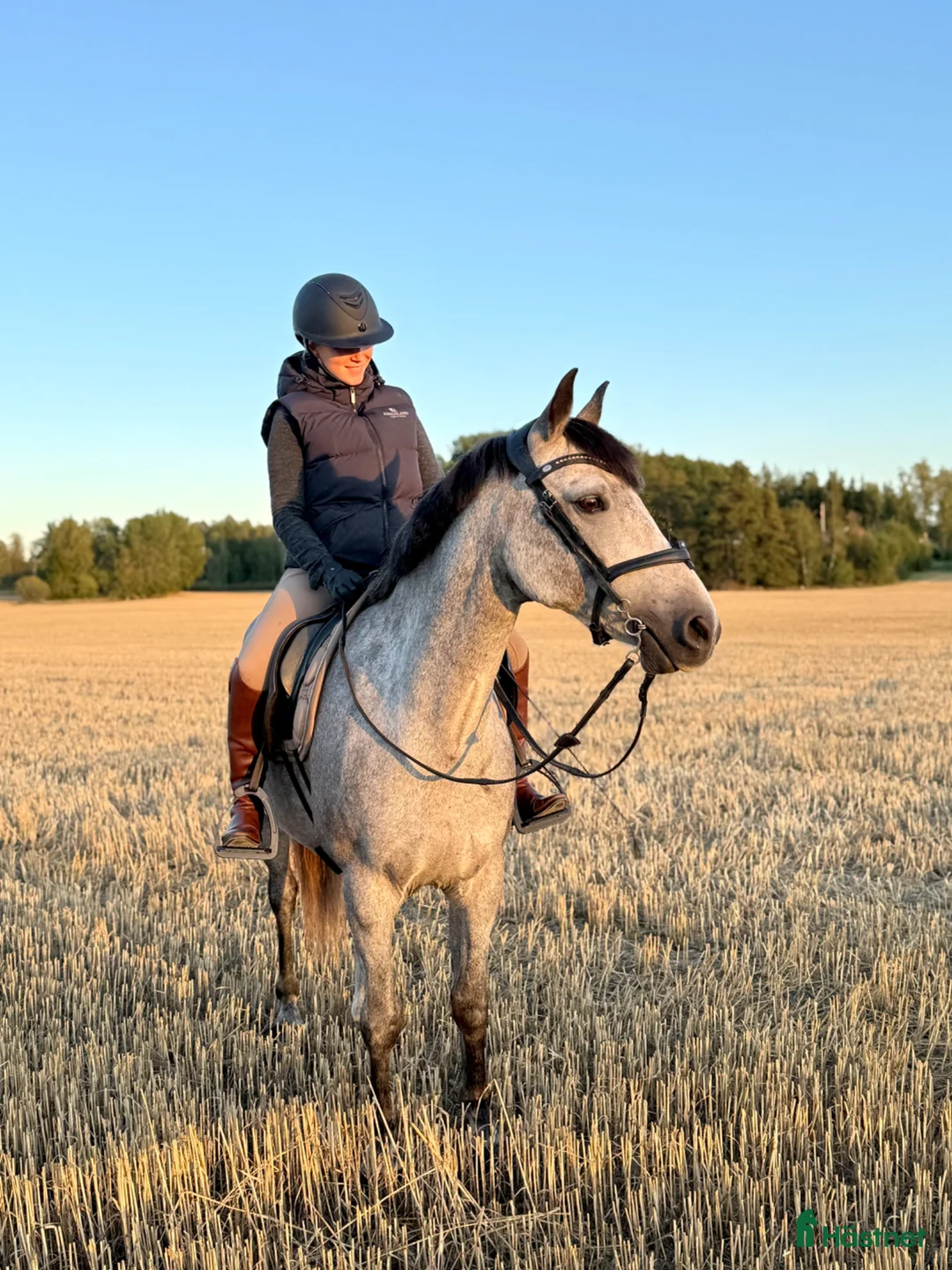  medryttarhäst finnes: Medryttare sökes till D-ponny - Annons 2