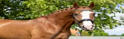 Allround hästar till salu: Top coloured dressage & driving Champion - Annons 4