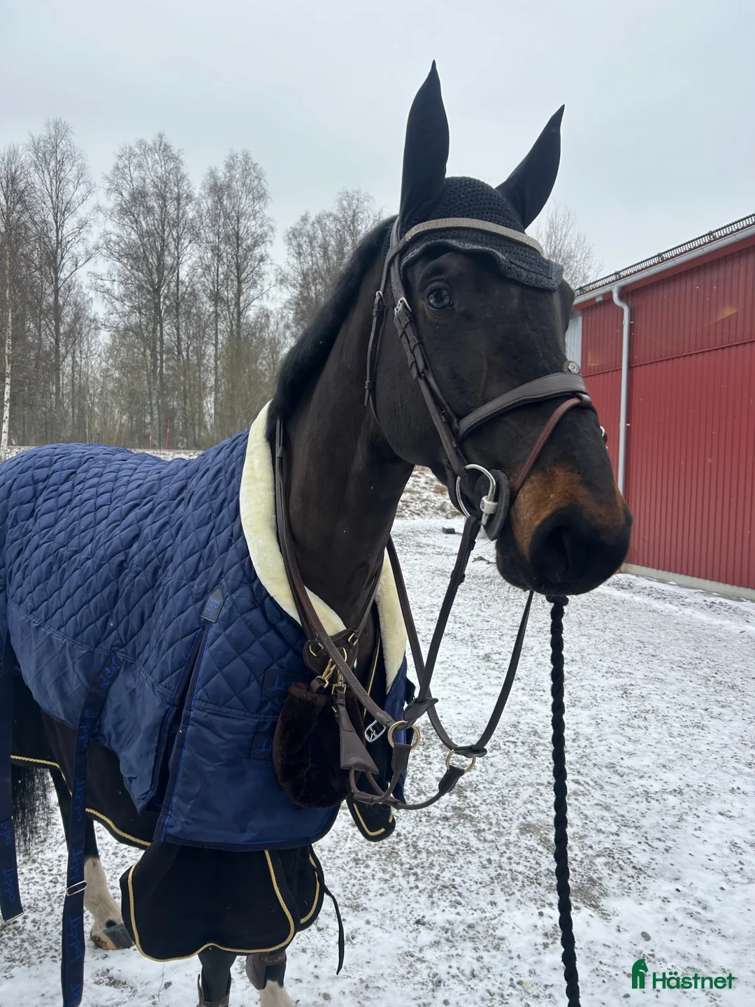 Allround hästar till salu: Trevlig valack  - Annons 2