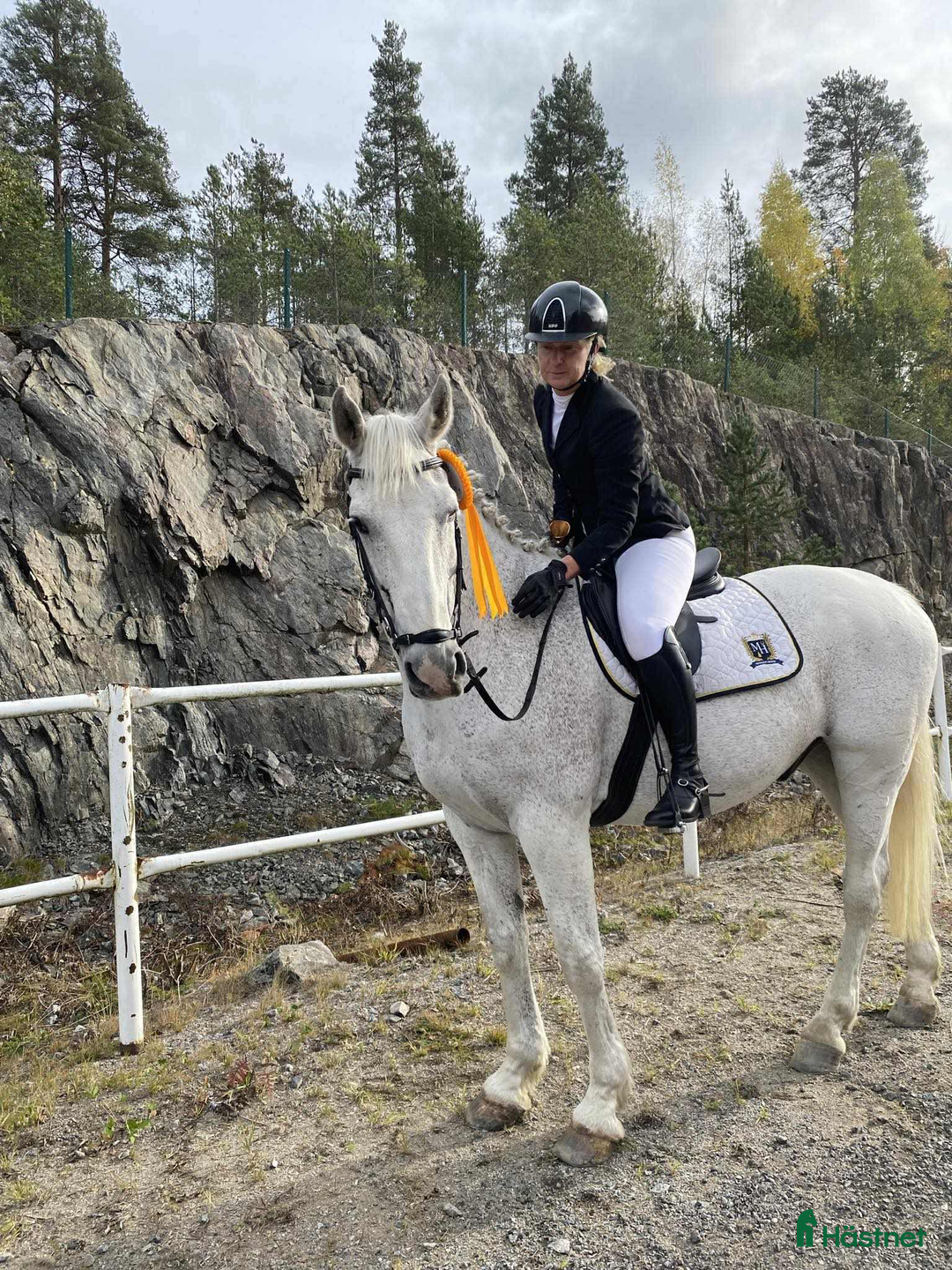 Allround hästar till salu: Snäll och trygg gentleman säljes i Söderhamn i Söderhamn - Annons 1