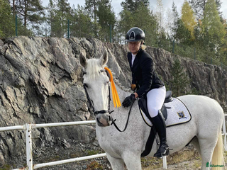 Allround hästar till salu: Snäll och trygg gentleman säljes i Söderhamn i Söderhamn - Annons 2