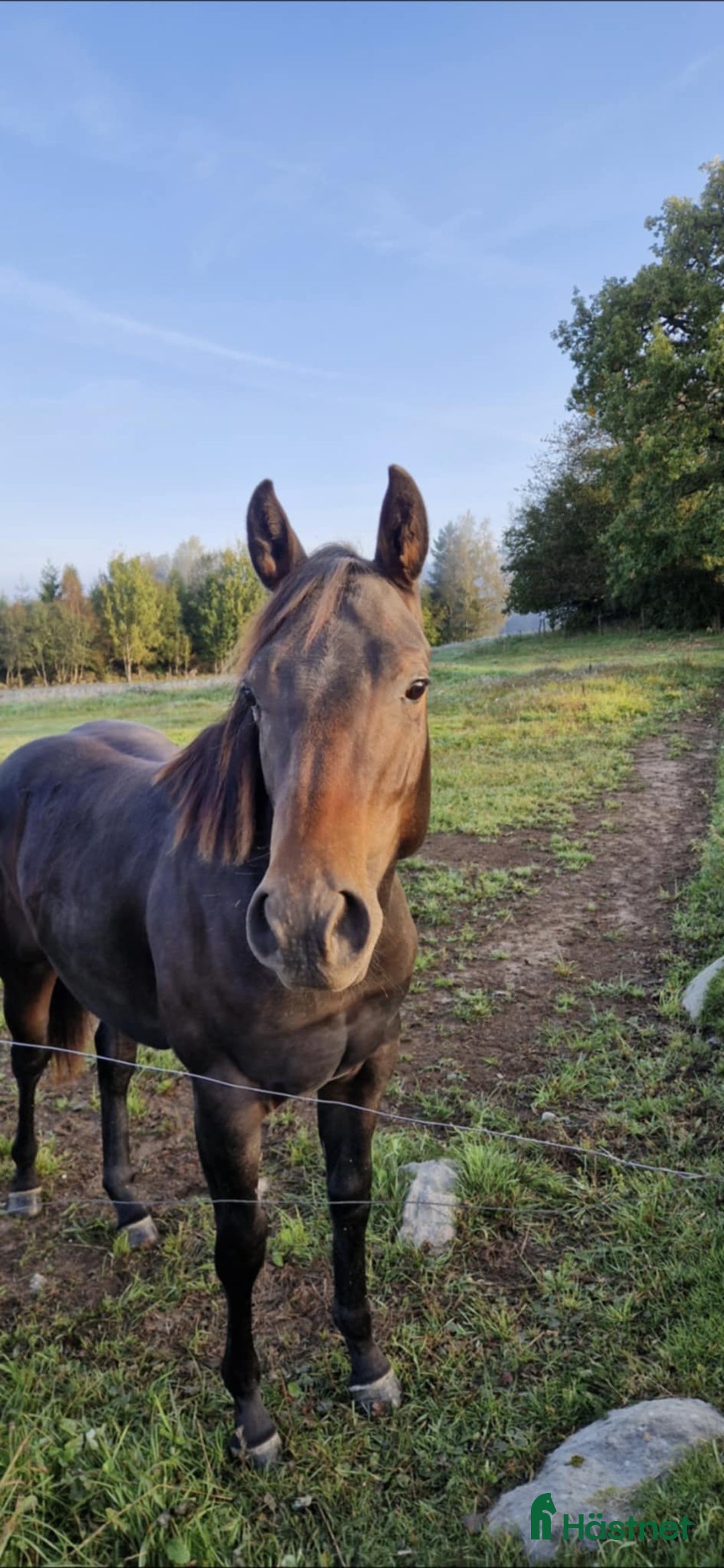 Western hästar till salu: Cowhorse-ämne i Blidsberg - Annons 2