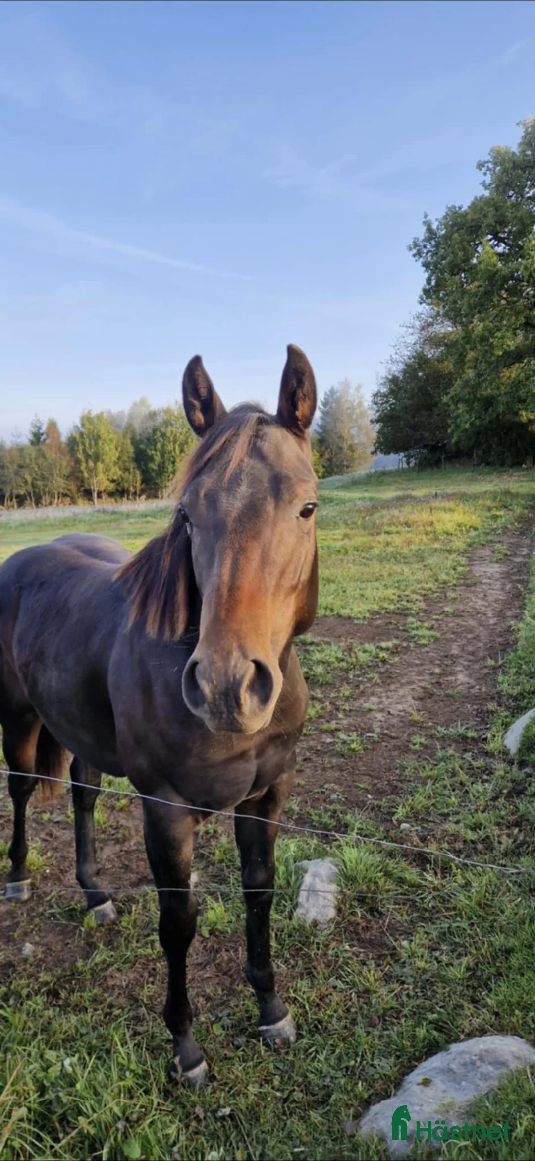 Western hästar till salu: Cowhorse-ämne i Blidsberg - Annons 2