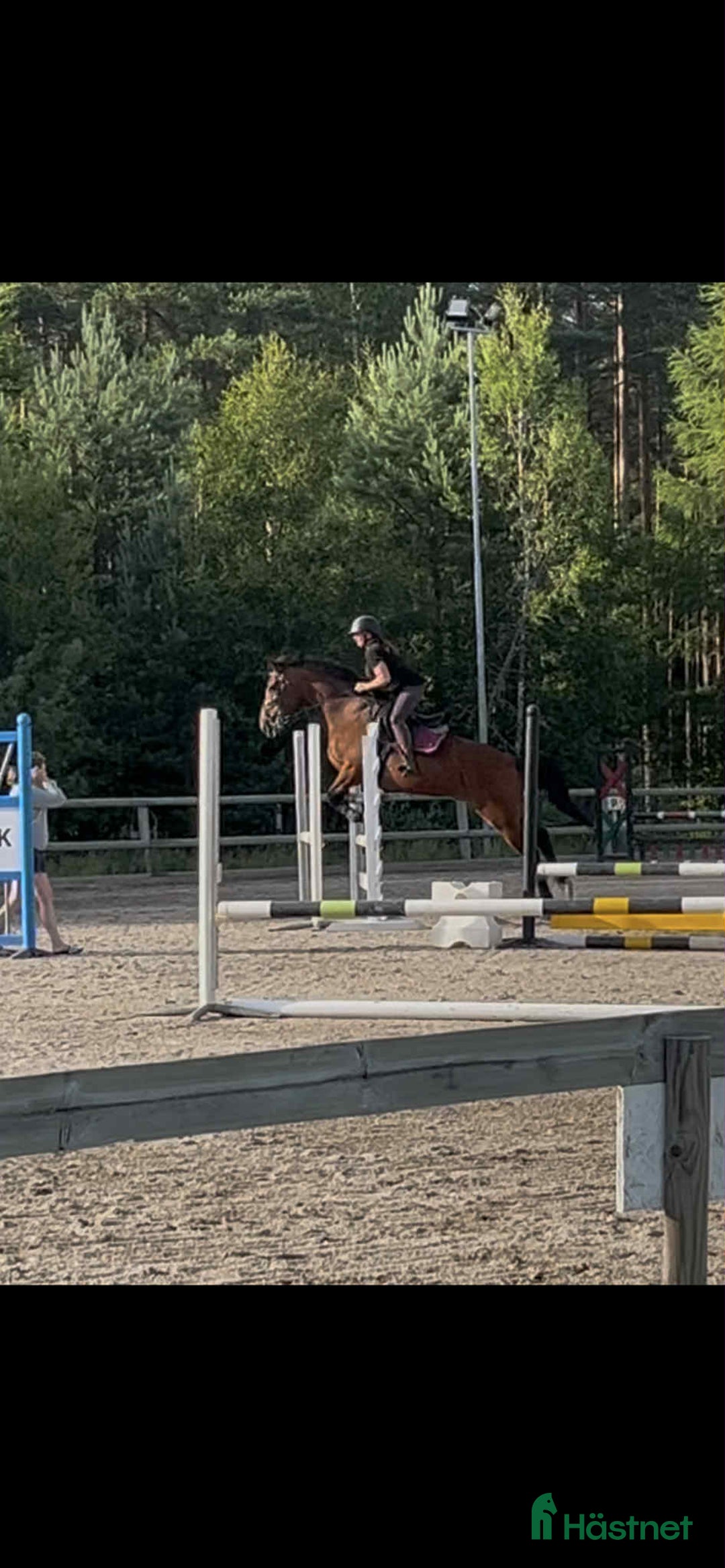 Allround hästar till salu: Trevligt varmblodssto i Örsjö - Annons 1