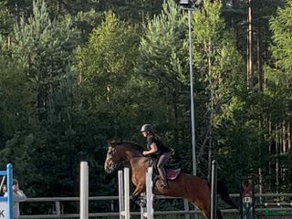 hästar Trevligt varmblodssto i Örsjö - Annons 22