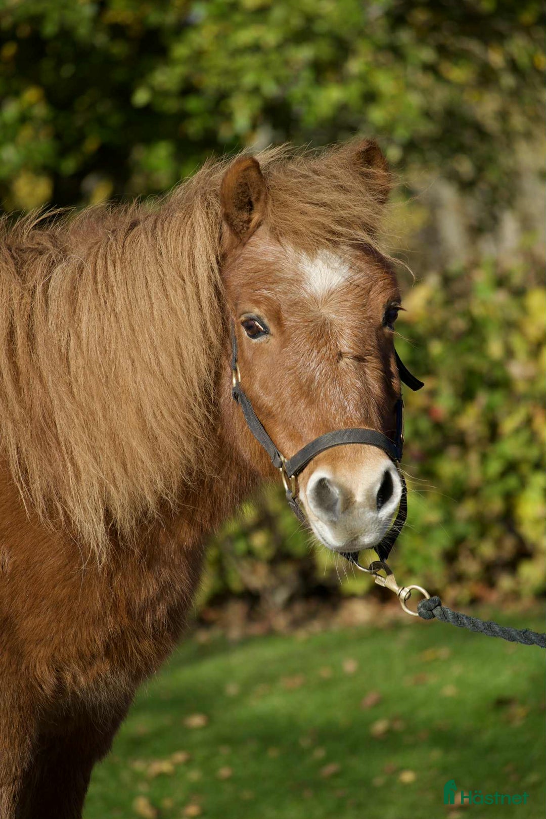 Trav hästar till salu: Snabb bästa vän i Sundsvall - Annons 2