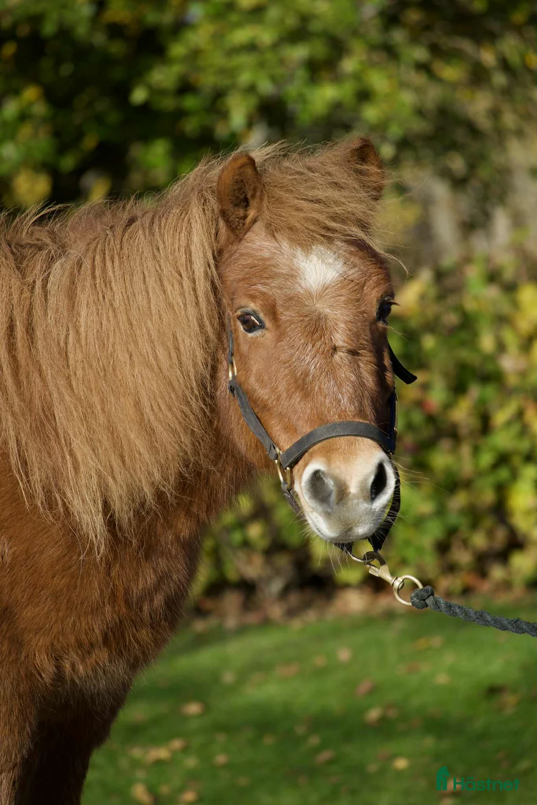 Trav hästar till salu: Snabb bästa vän i Sundsvall - Annons 2