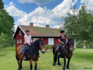 hästar Diplom Sto i Hamburgsund - Annons 13