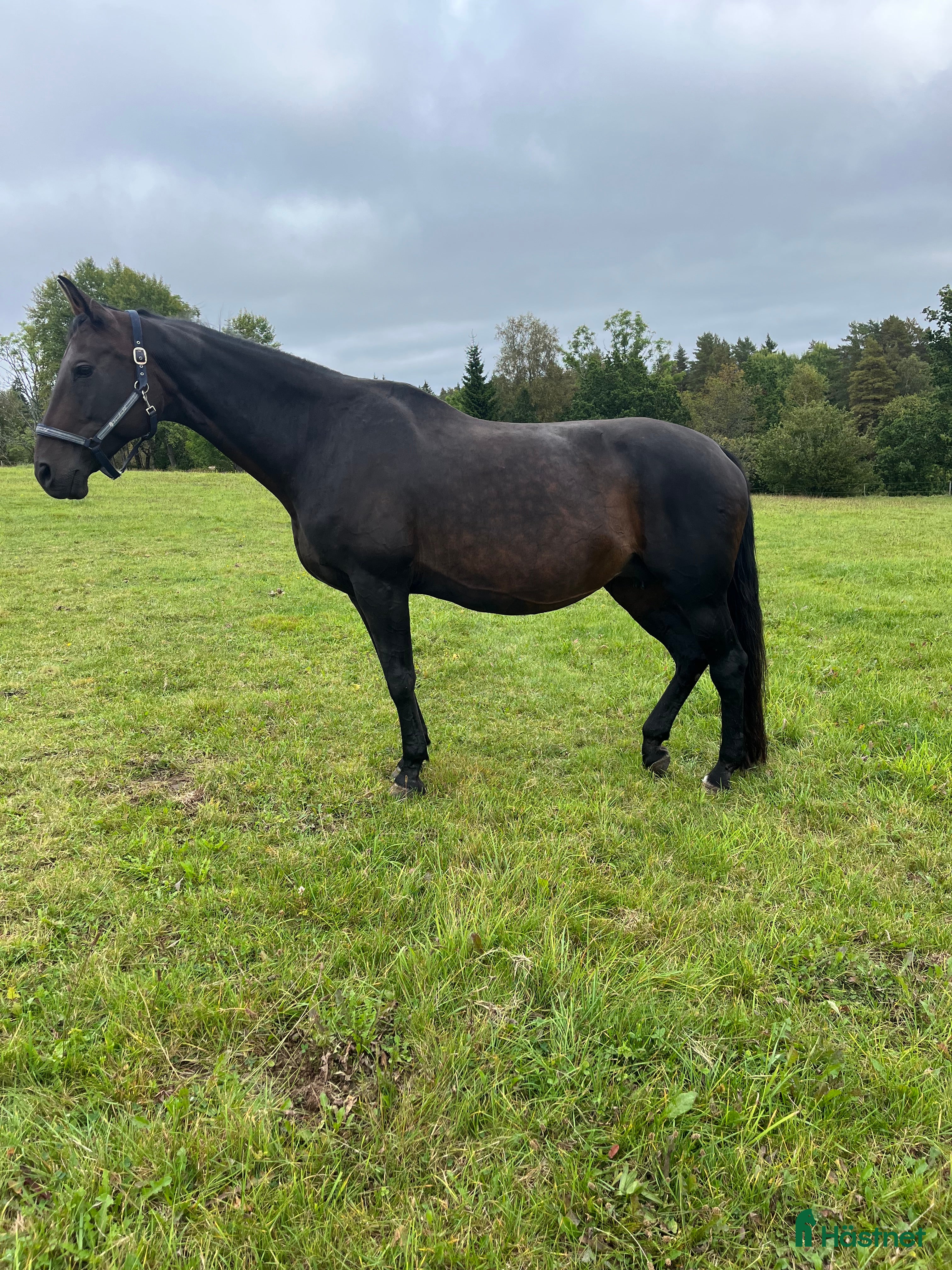  hästar Flott avelssto i Bottnaryd - Annons 1