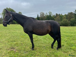 hästar Flott avelssto i Bottnaryd - Annons 1