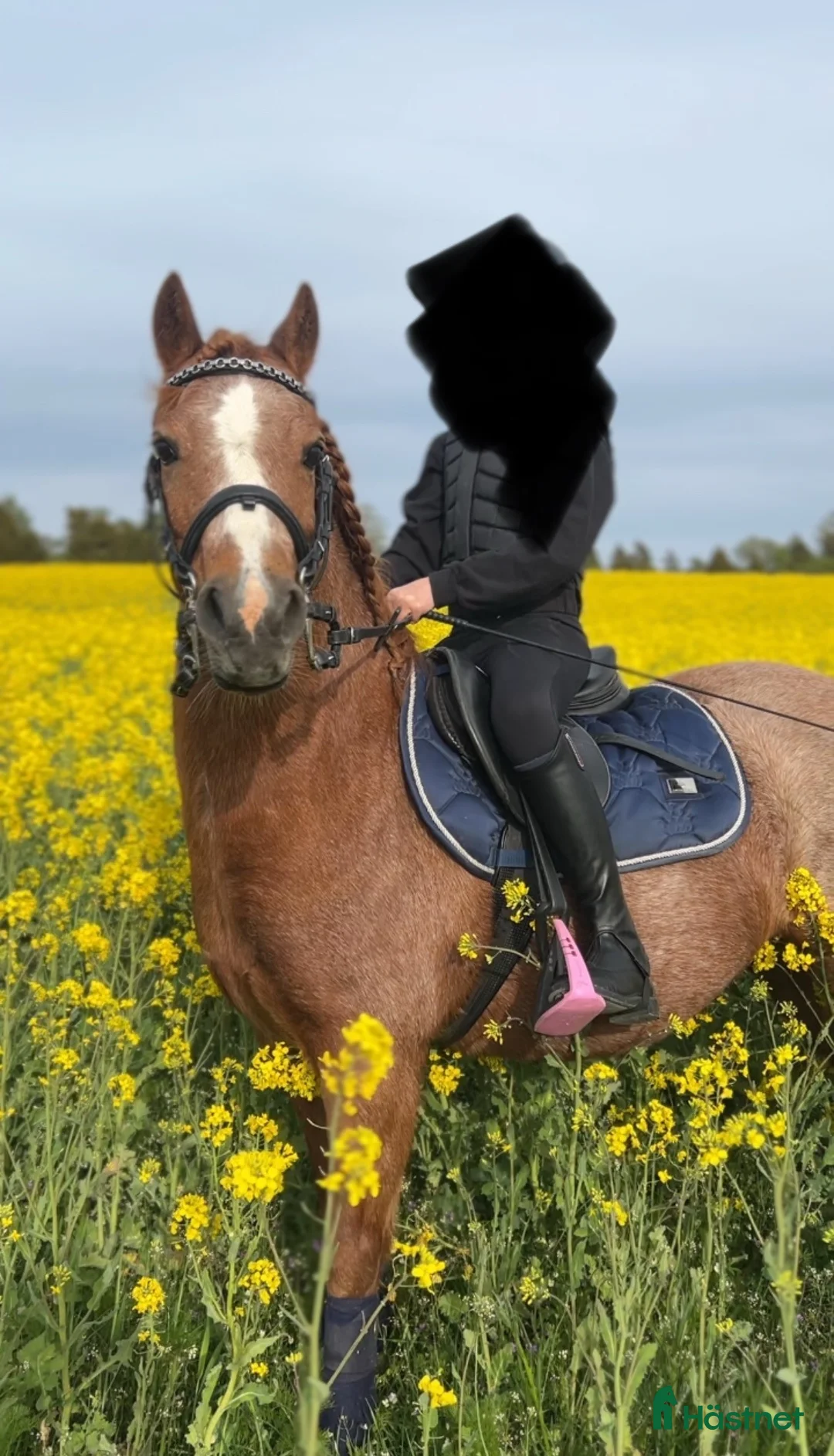 Allround hästar till salu: Härlig B-ponny söker nytt bästa hem! - Annons 2