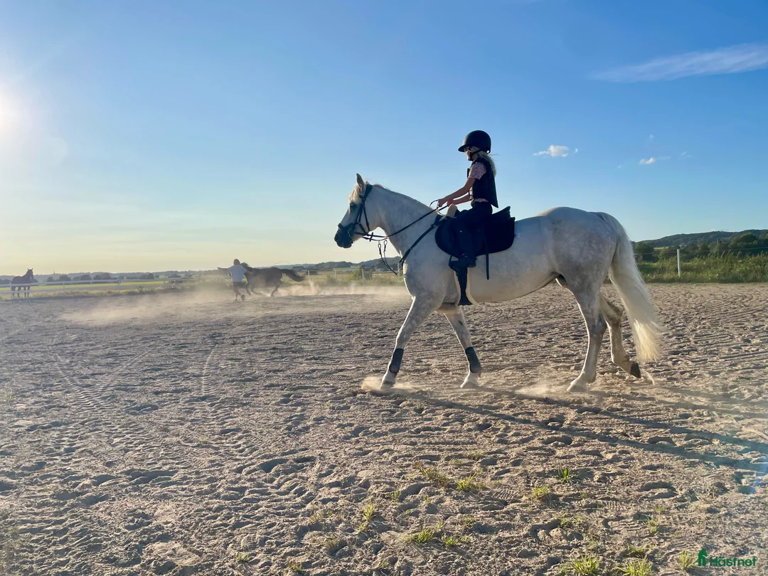 Hoppning hästar till salu: Snäll maxad D-ponny med kapacitet 🦄 - Annons 5