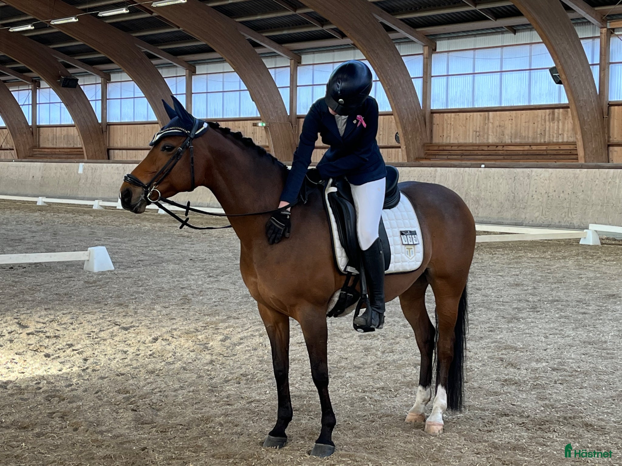 Dressyr hästar till salu:  Drömponnyn  Lärömästare med Tysk Ridponny stam - Annons 1