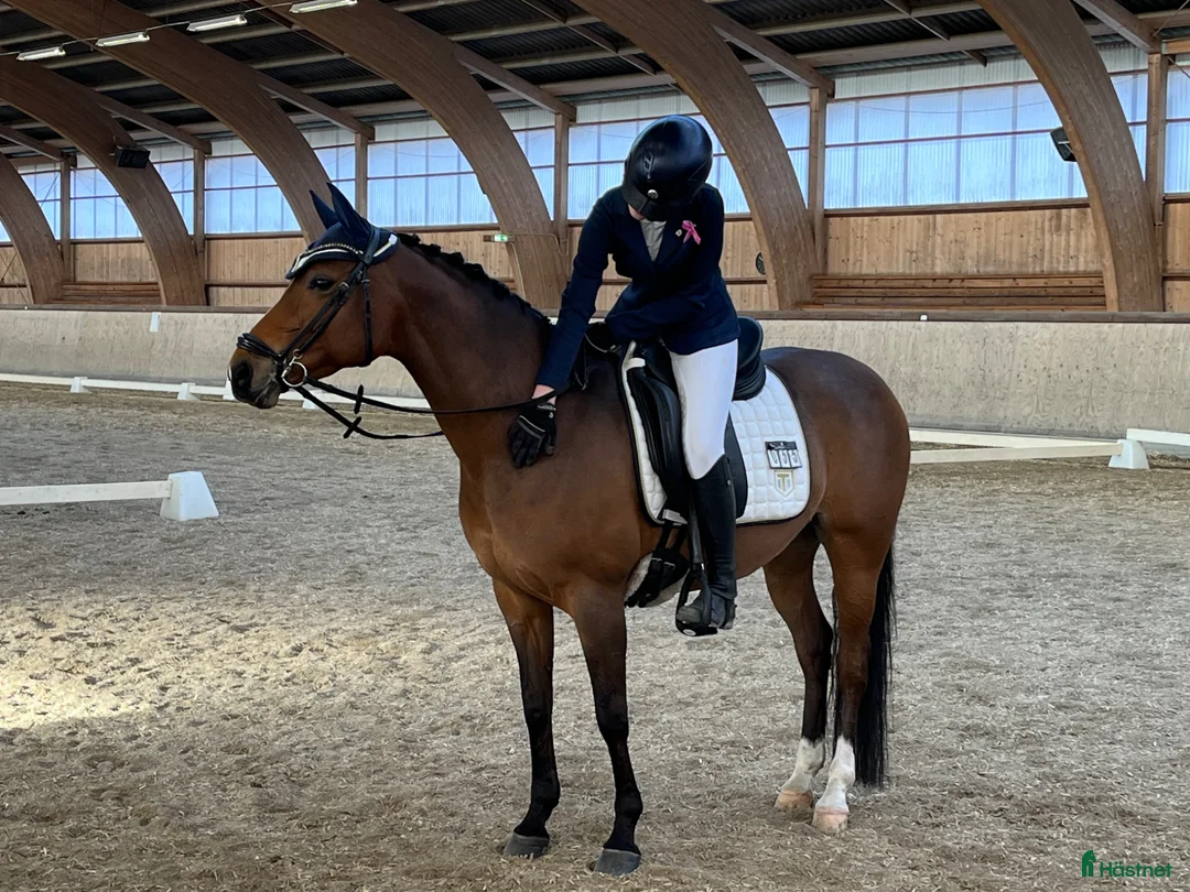 Dressyr hästar till salu:  Drömponnyn  Lärömästare med Tysk Ridponny stam - Annons 1