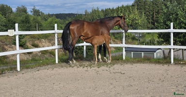  hästar i Veddige - Annons 11
