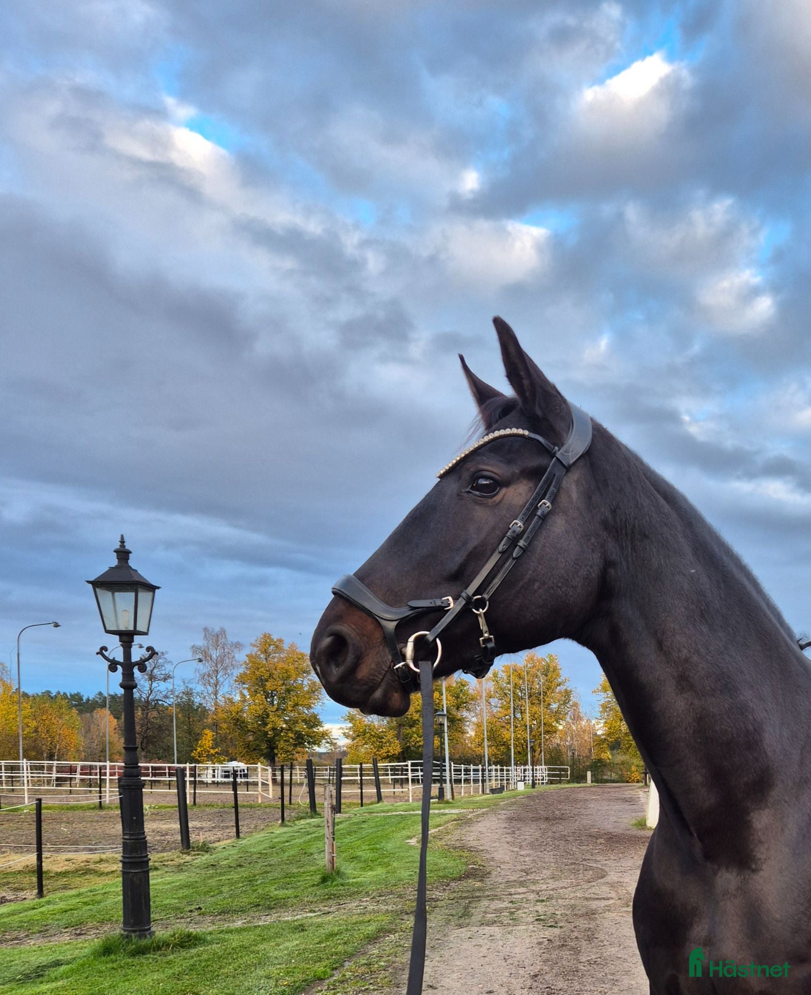  hästar 6 årigt sto med kapacitet  - Annons 1