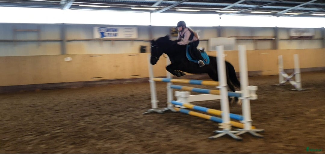 Hoppning hästar till salu: Bästa ponnyn söker ny kärleksfull familj  i Malmö - Annons 16