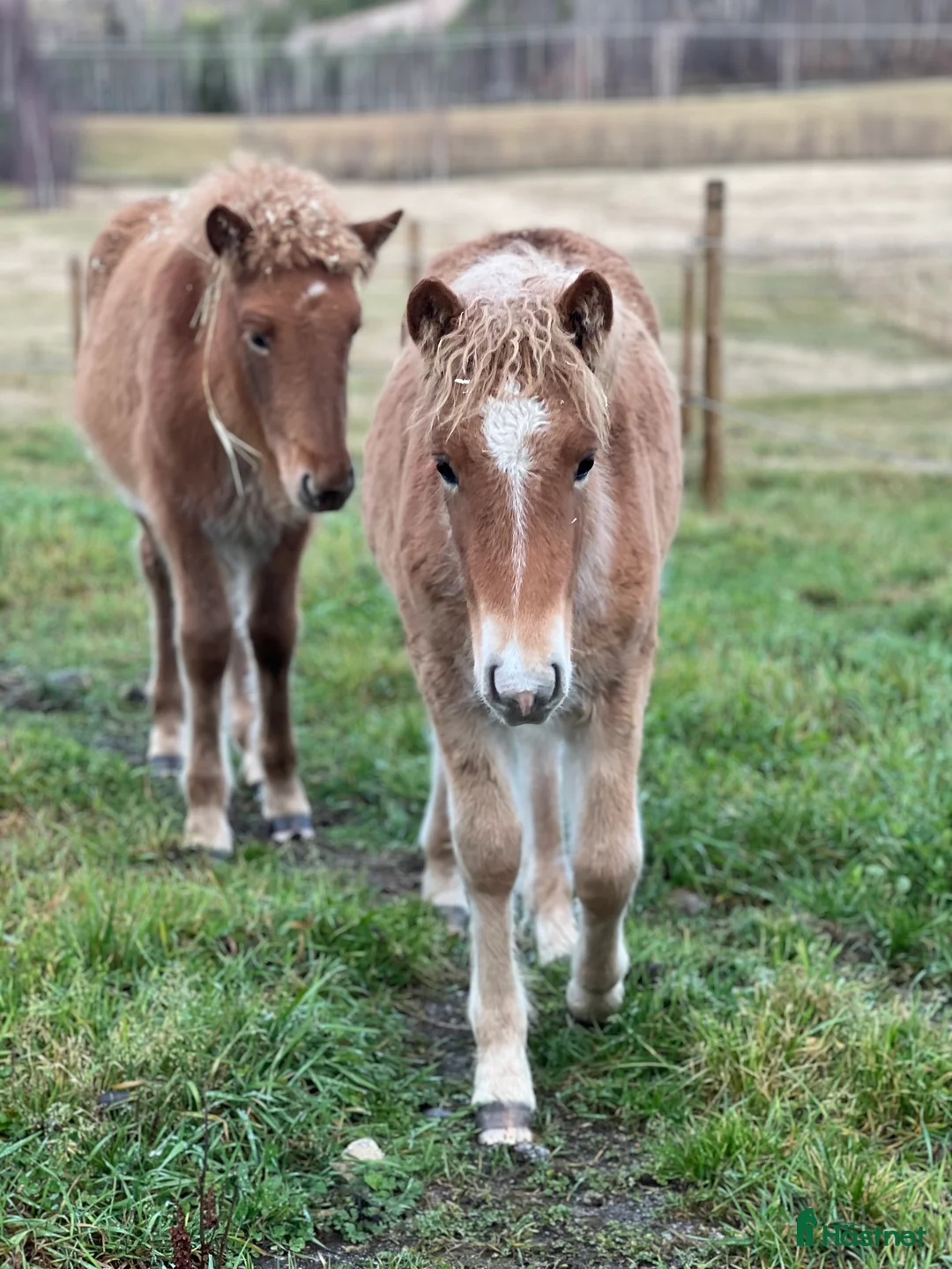 Island hästar till salu: Bedårande söt och lovande sto i Ljusdal - Annons 8