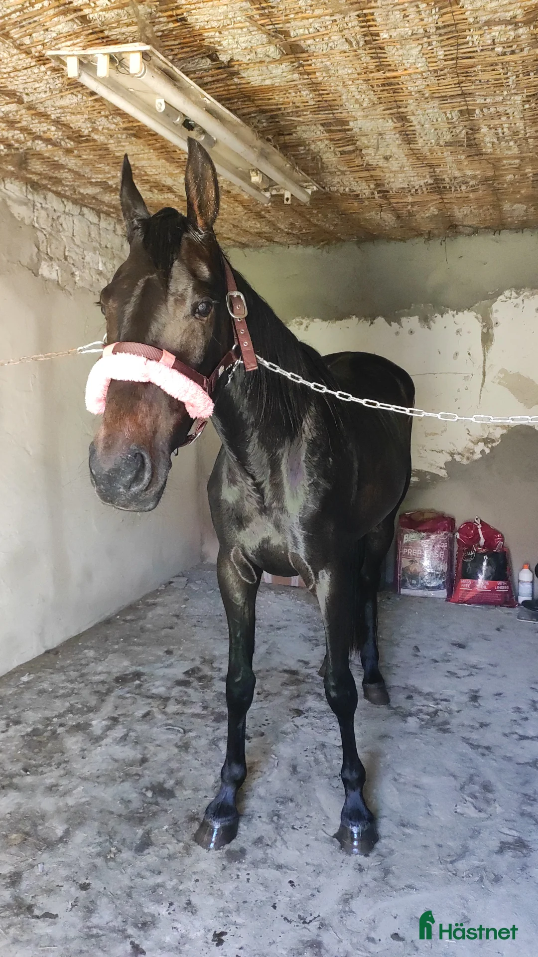 Trav hästar till salu: German mare  - Annons 12