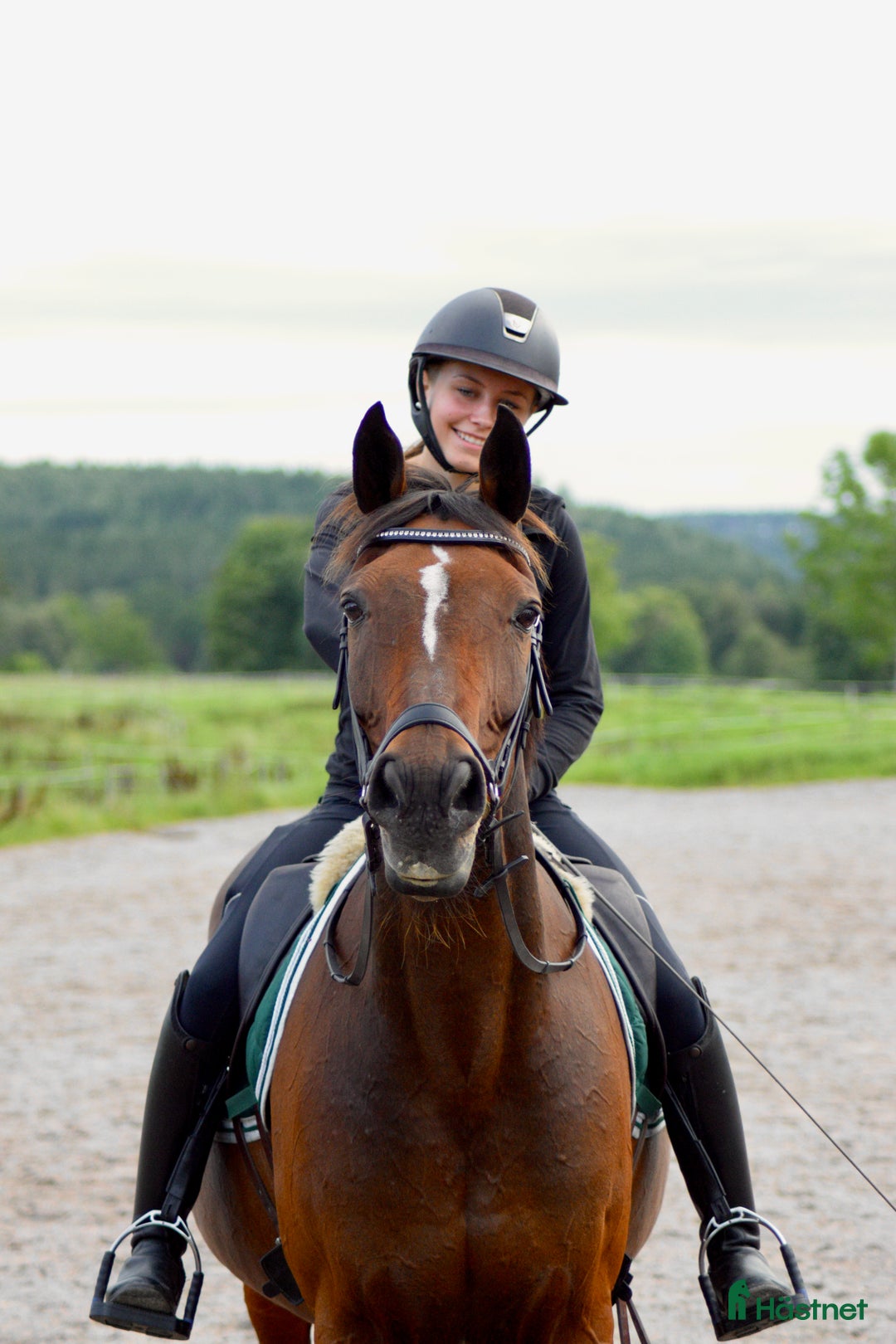  hästservice finnes: Utbildning, Försäljning, Tävling i Sparsör - Annons 5