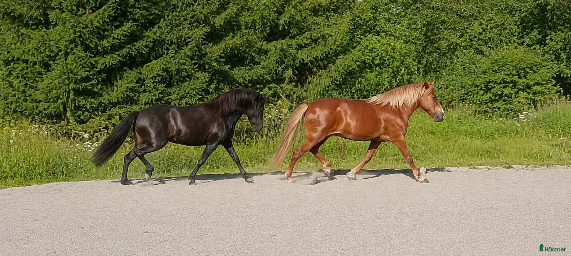  hästar Fint stort Sto - Annons 1