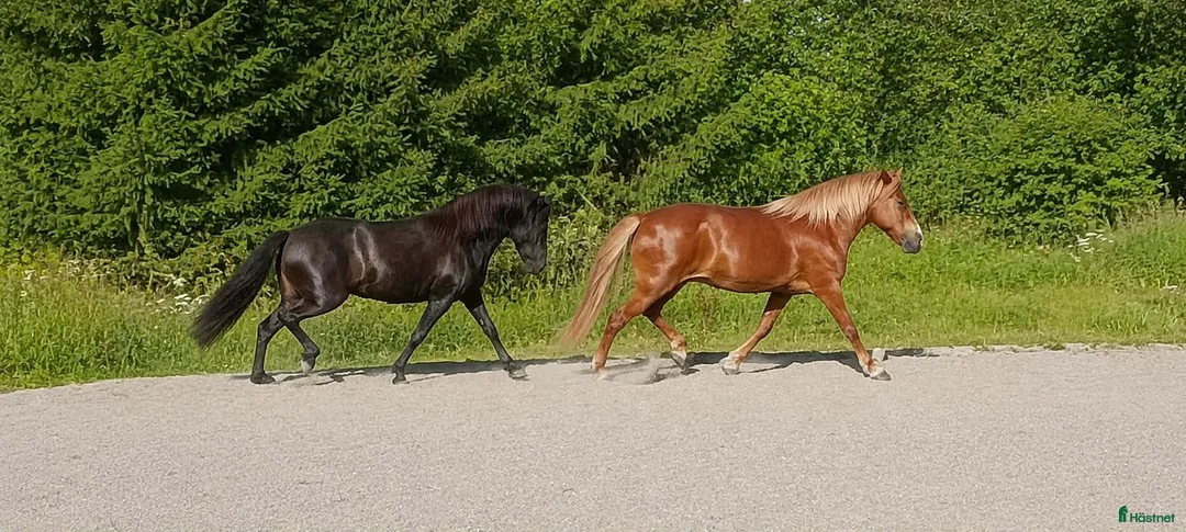 Island hästar till salu: Fint stort Sto - Annons 1