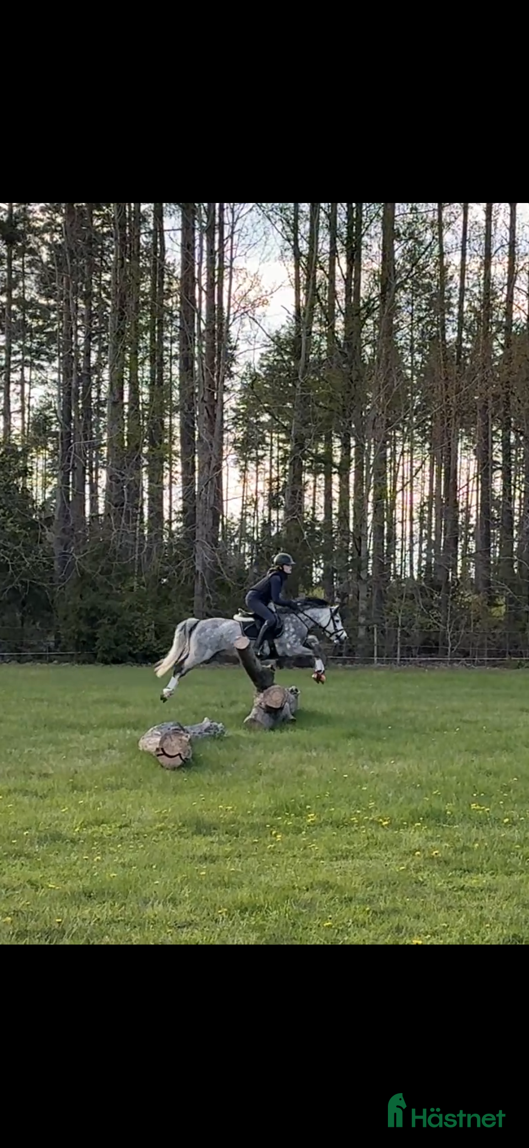Hoppning hästar till salu: Drömponny med kapacitet  i Björkvik - Annons 3