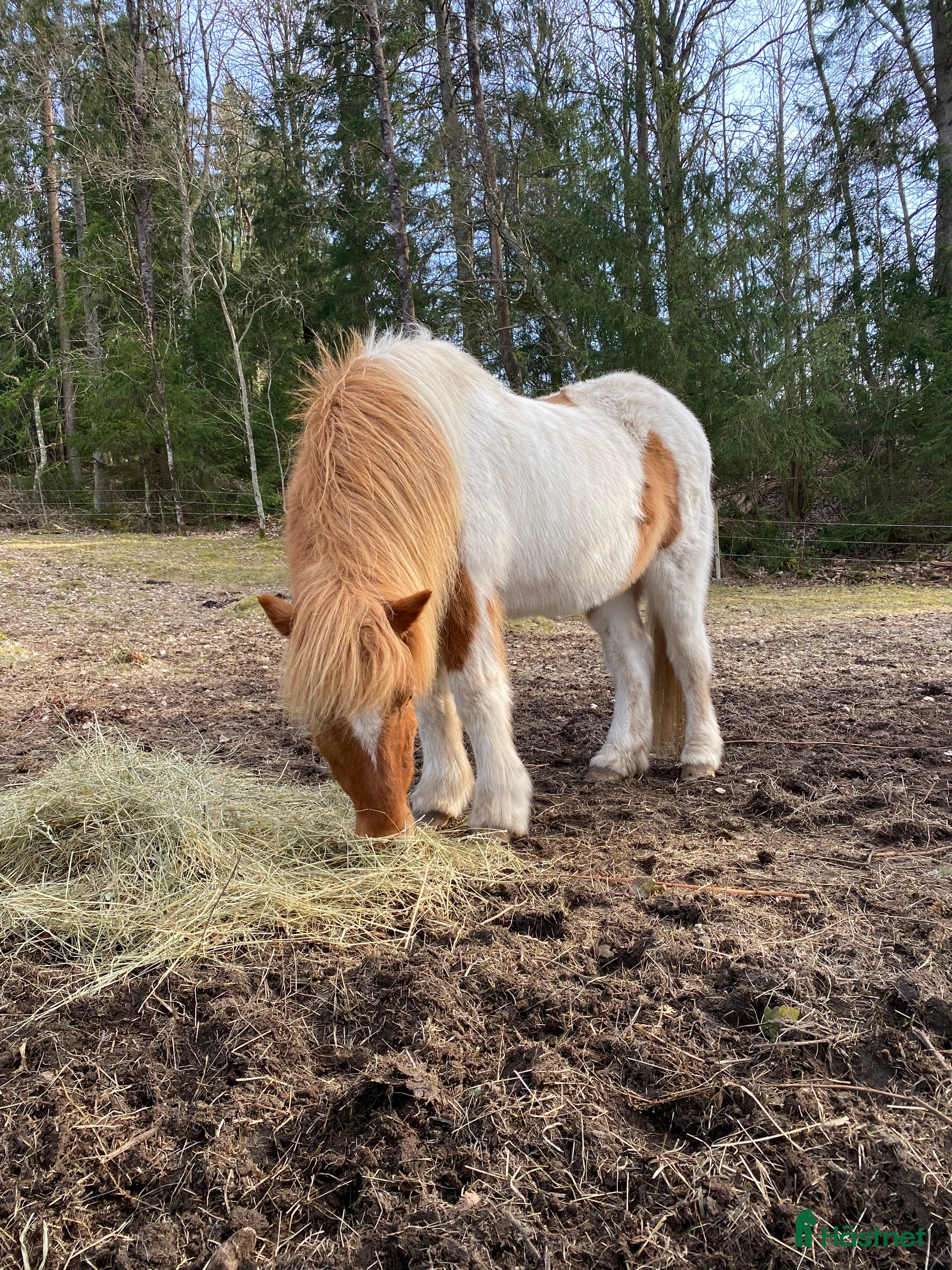  hästar Två islandsvalacker - Annons 6
