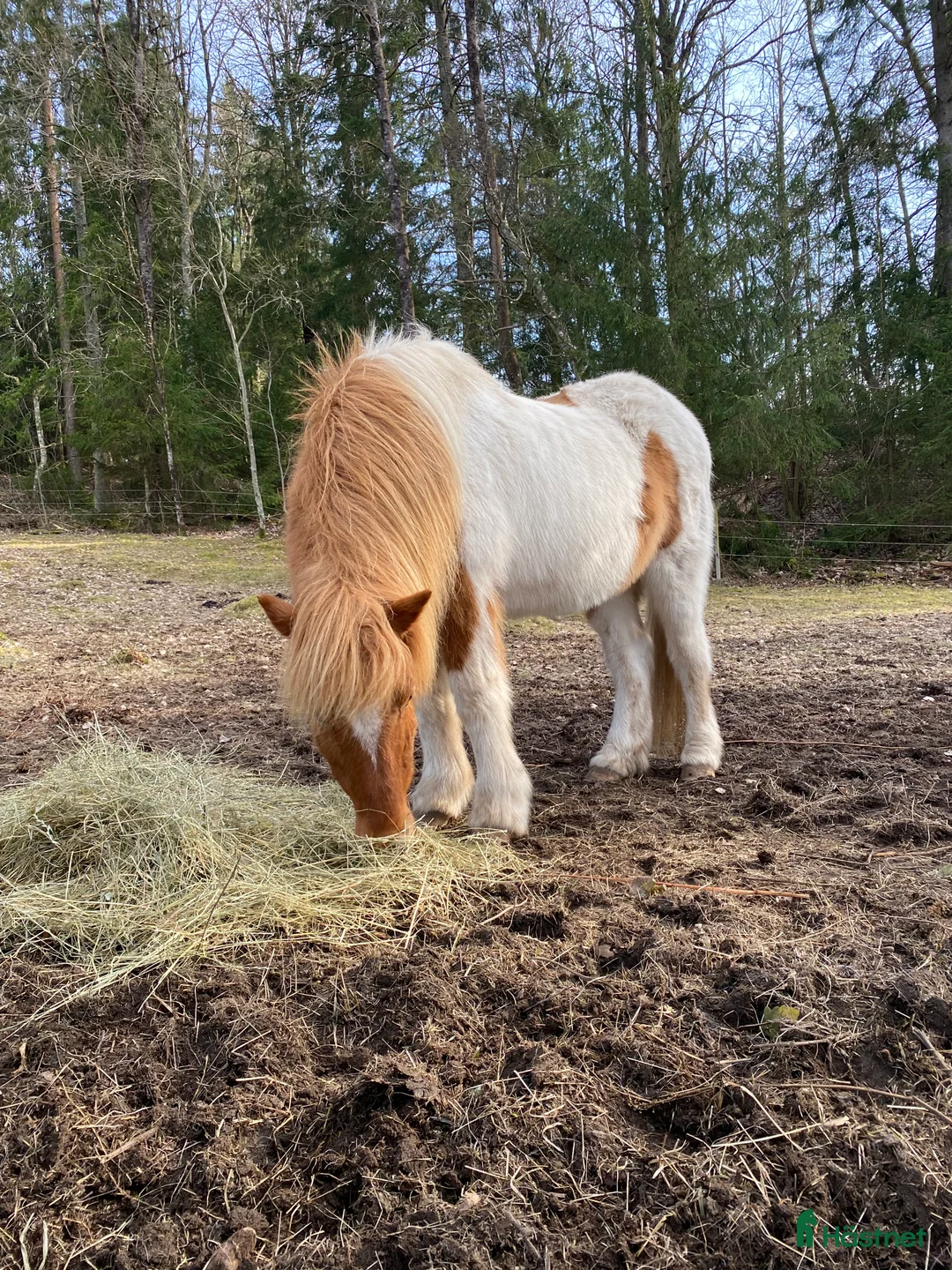 Island hästar till salu: Två islandsvalacker - Annons 1