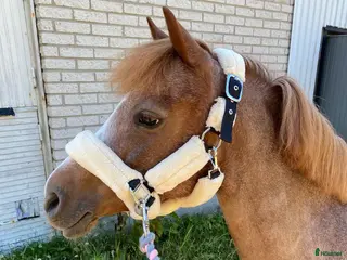 hästar Härlig B-ponny söker nytt bästa hem! - Annons 19