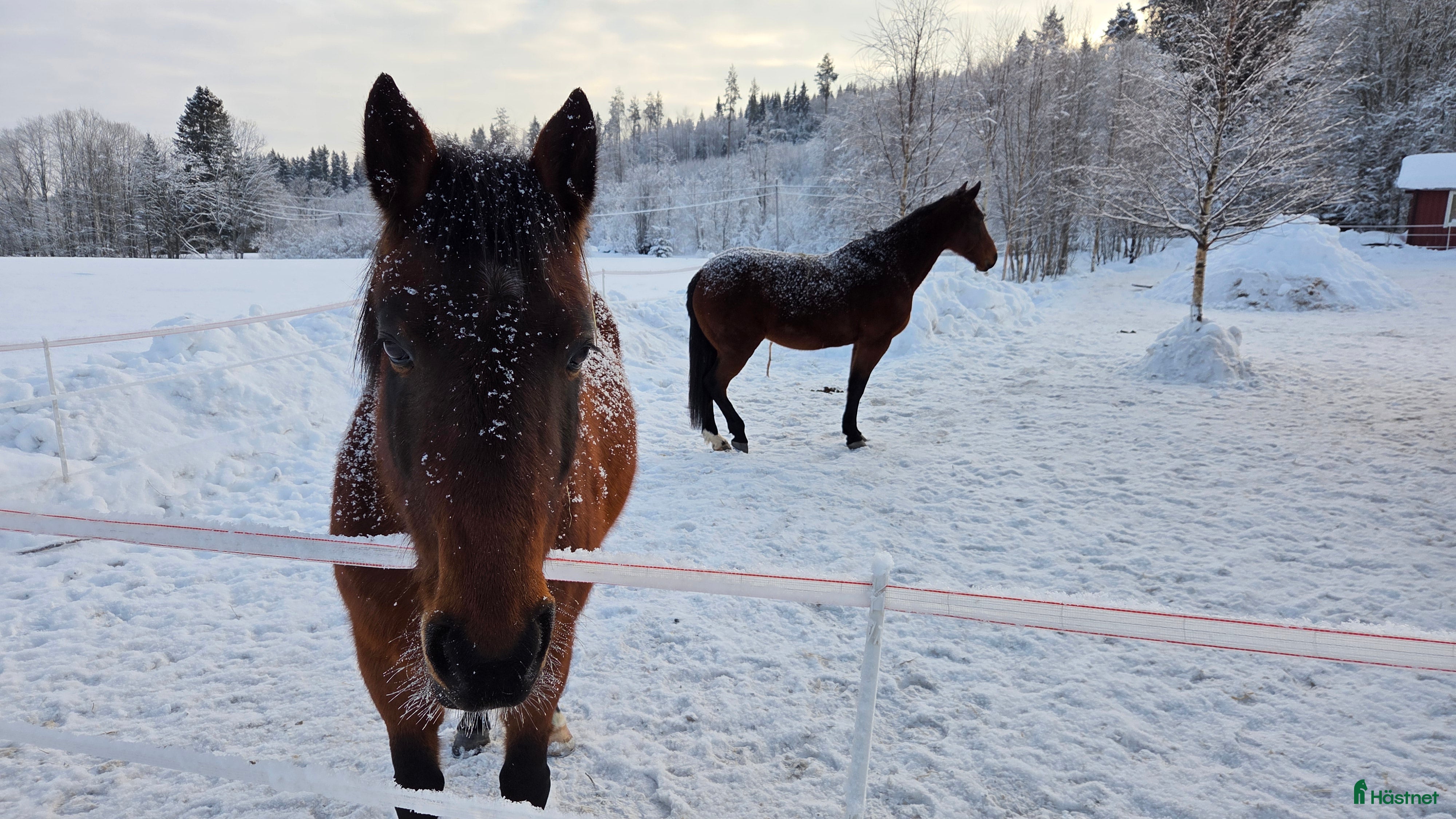 foderhäst Skogsmulle sökes - Annons 1