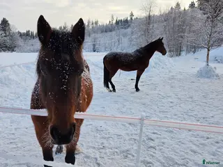 foderhäst Skogsmulle sökes - Annons 10