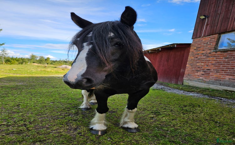  hästar Vackert vänligt sto i Bjursås - Annons 6