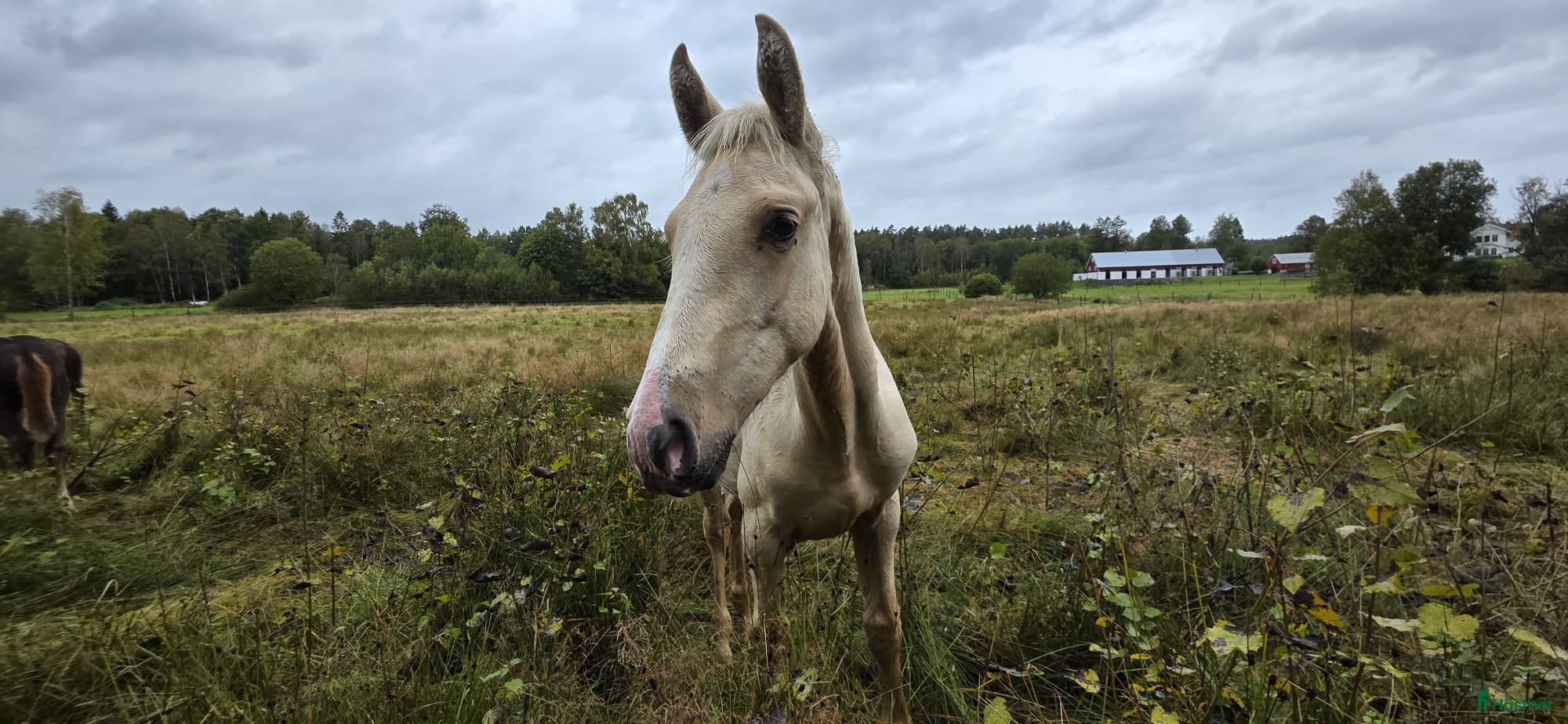  hästar  PRE kille för den kräsna 💙 Palomino. Passa på i Veddige - Annons 7