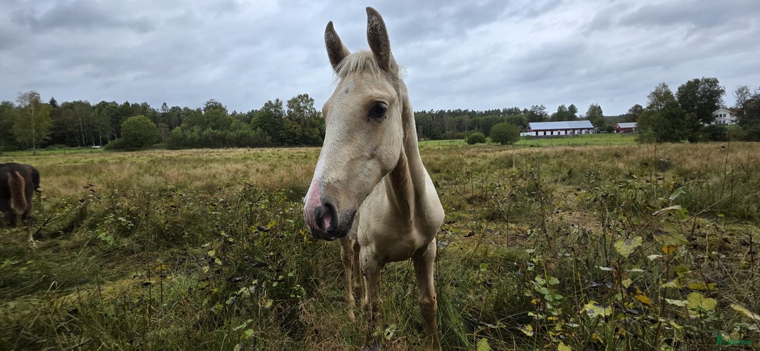 Dressyr hästar till salu:  PRE kille för den kräsna 💙 Palomino. Passa på i Veddige - Annons 1