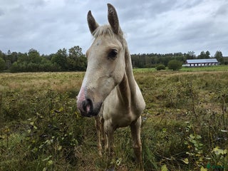 Dressyr hästar till salu: PRE kille för den kräsna 💙 Palomino. Passa på i Veddige - Annons 2