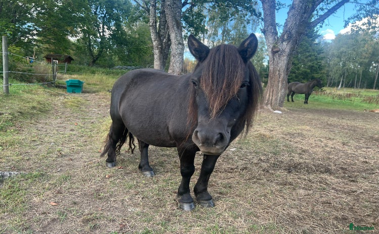  hästar i Ramkvilla - Annons 6