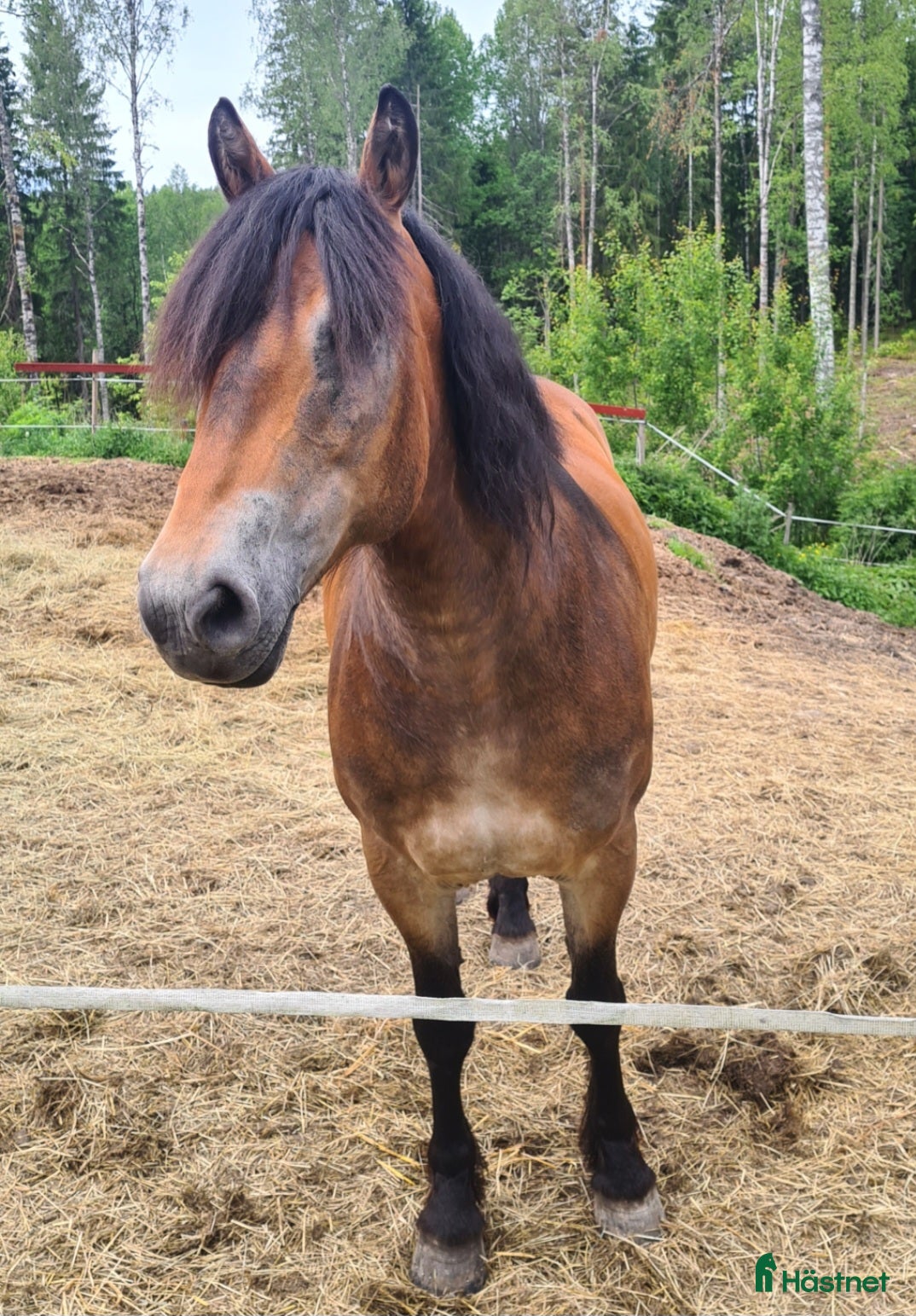  hästar Nordsvensk - Annons 3