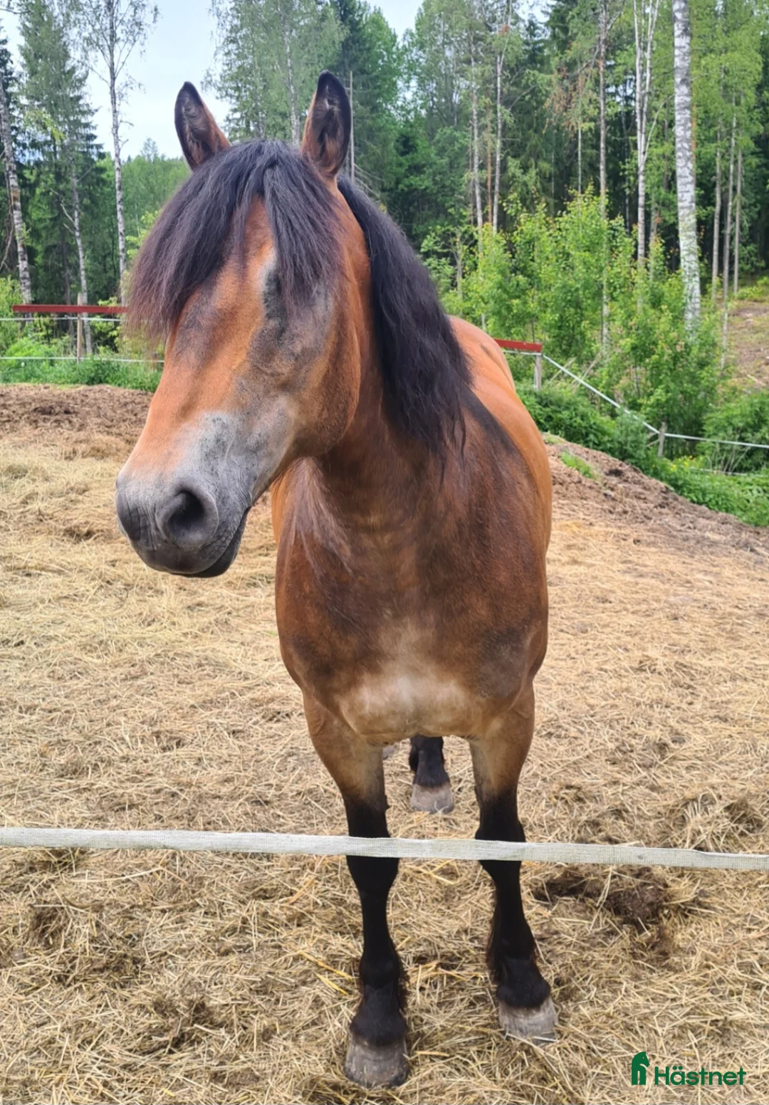 Allround hästar till salu: Nordsvensk - Annons 1
