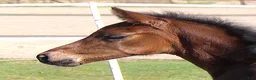 Dressyr hästar till salu: Gångartsföl med galopp ++ - Annons 6
