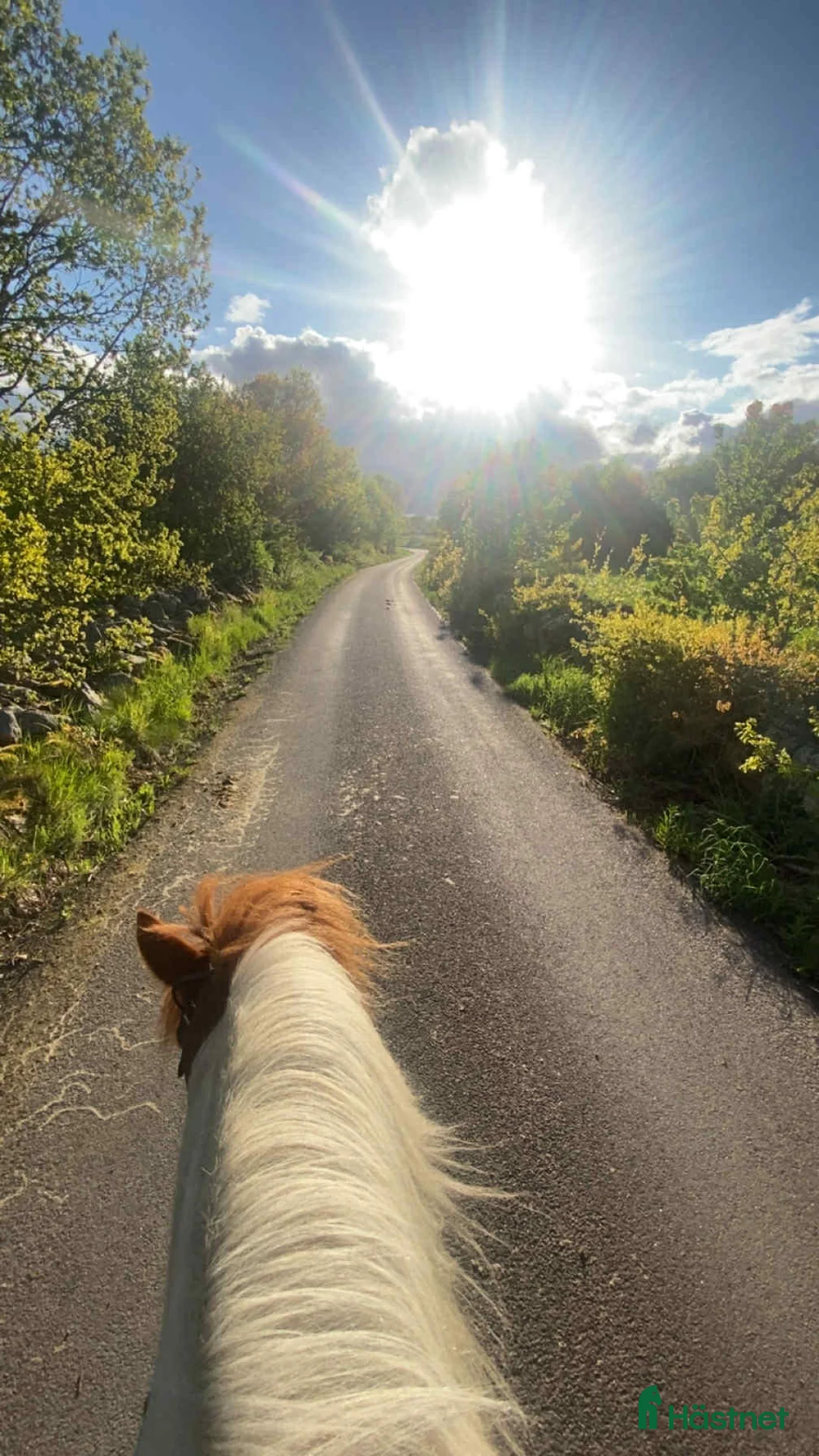Island hästar till salu: Vackert sto - Annons 6