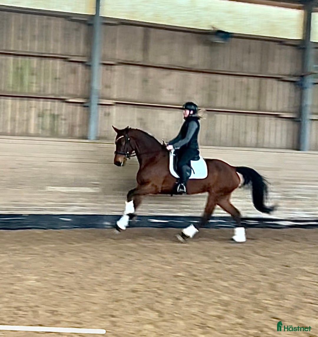 Dressyr hästar till salu: Magiskt sto med tonvis av kapacitet i Vallåkra - Annons 2