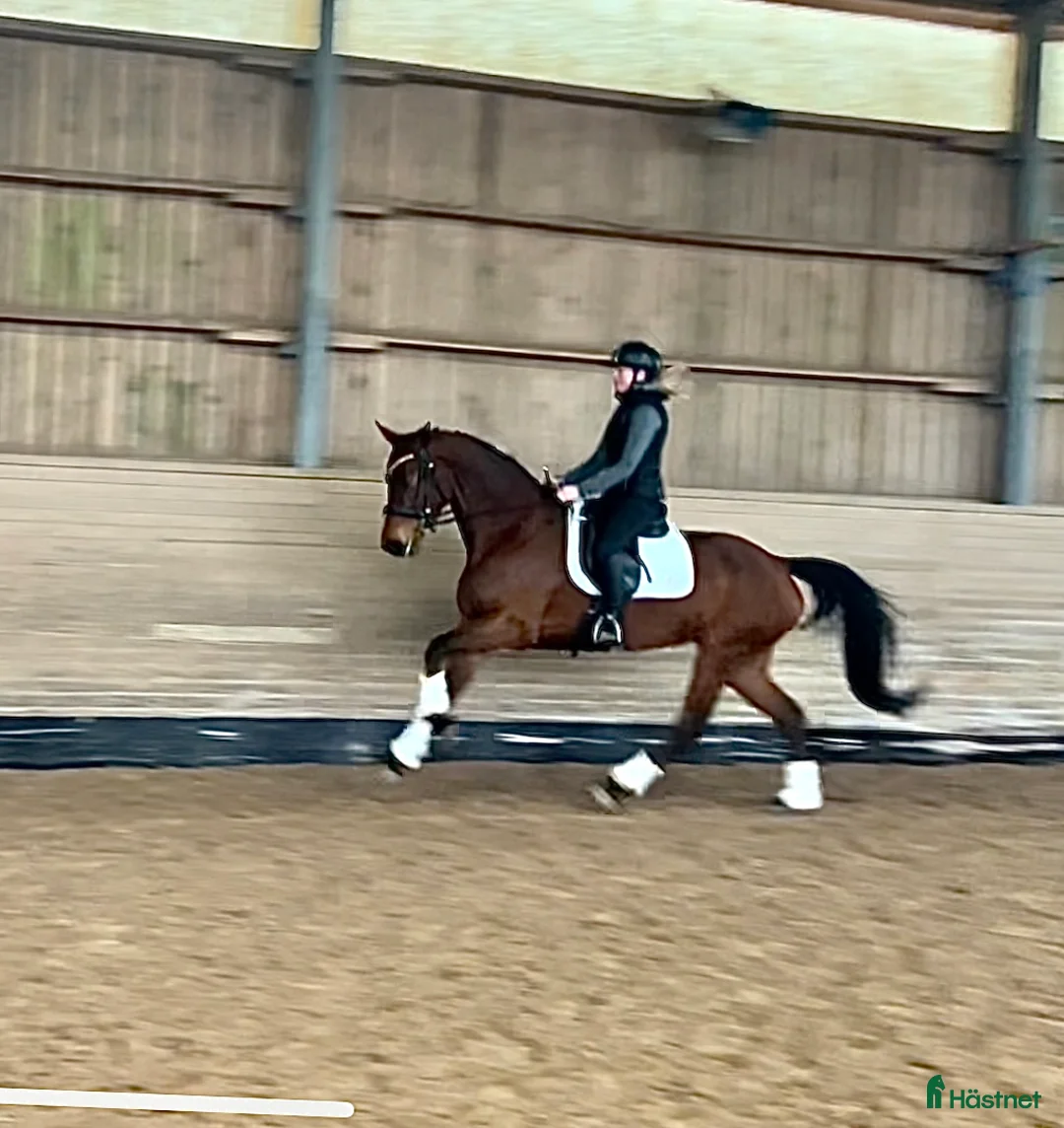 Dressyr hästar till salu: Mellandagsrea! Magiskt sto! - Annons 2